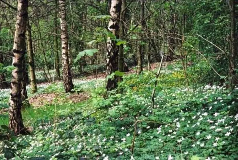 Woodland in Philips Park