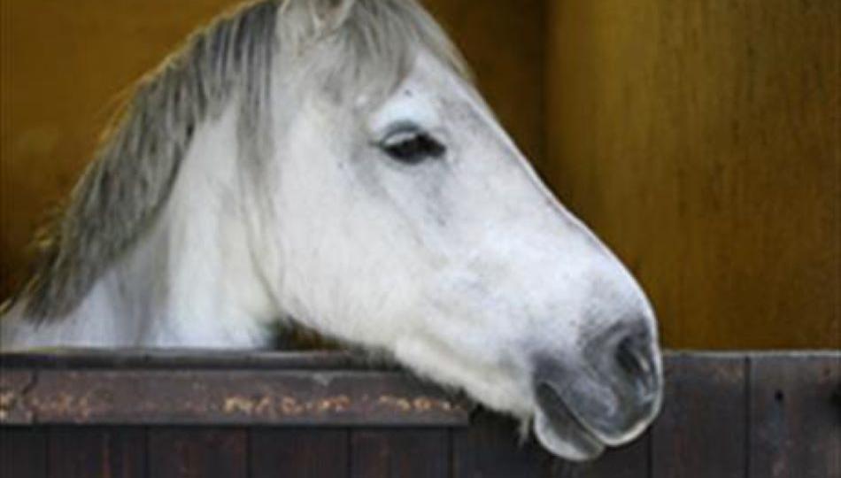 A white horse with their head over the stable door