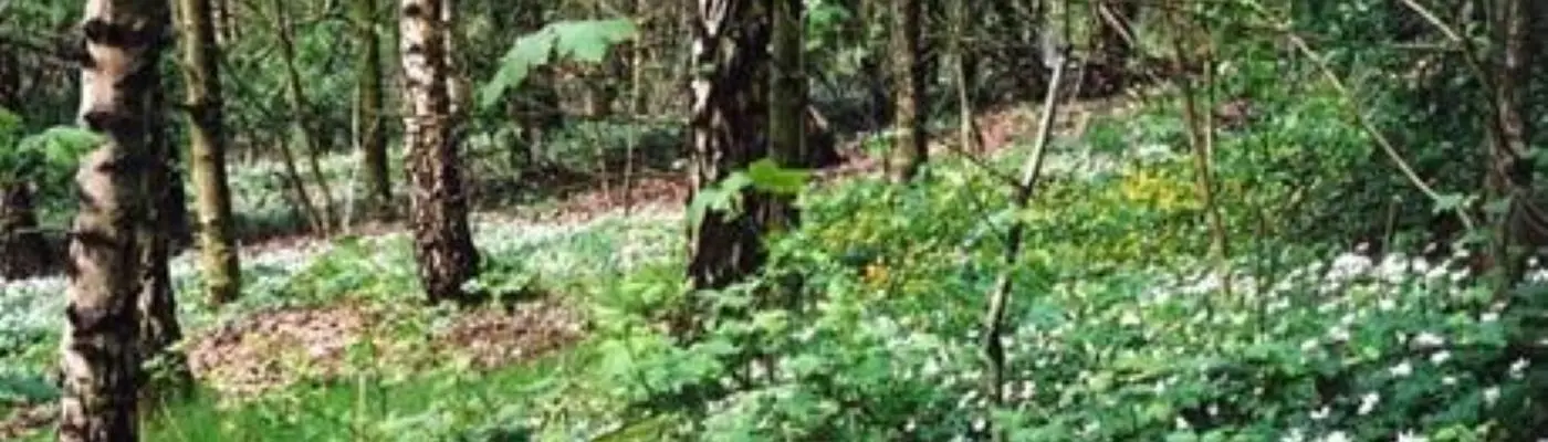 Woodland in Philips Park