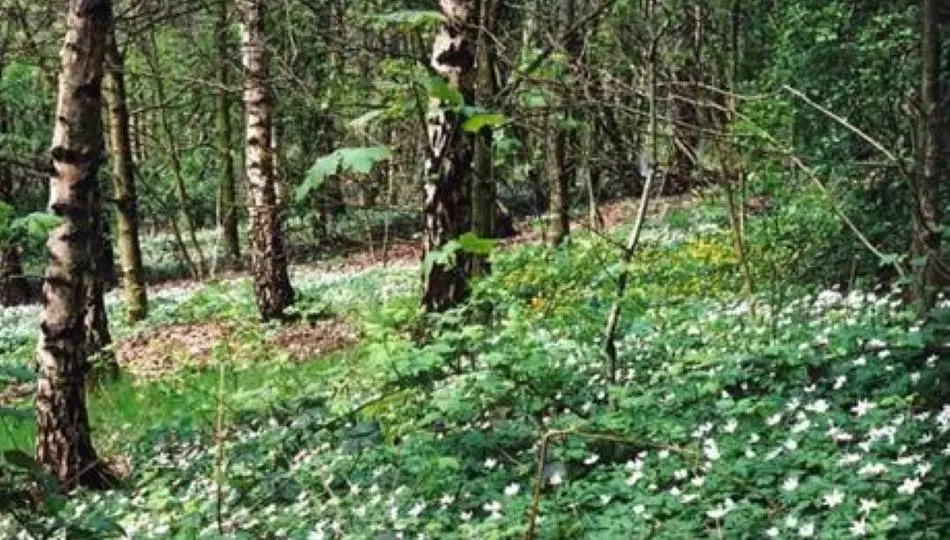 Woodland in Philips Park