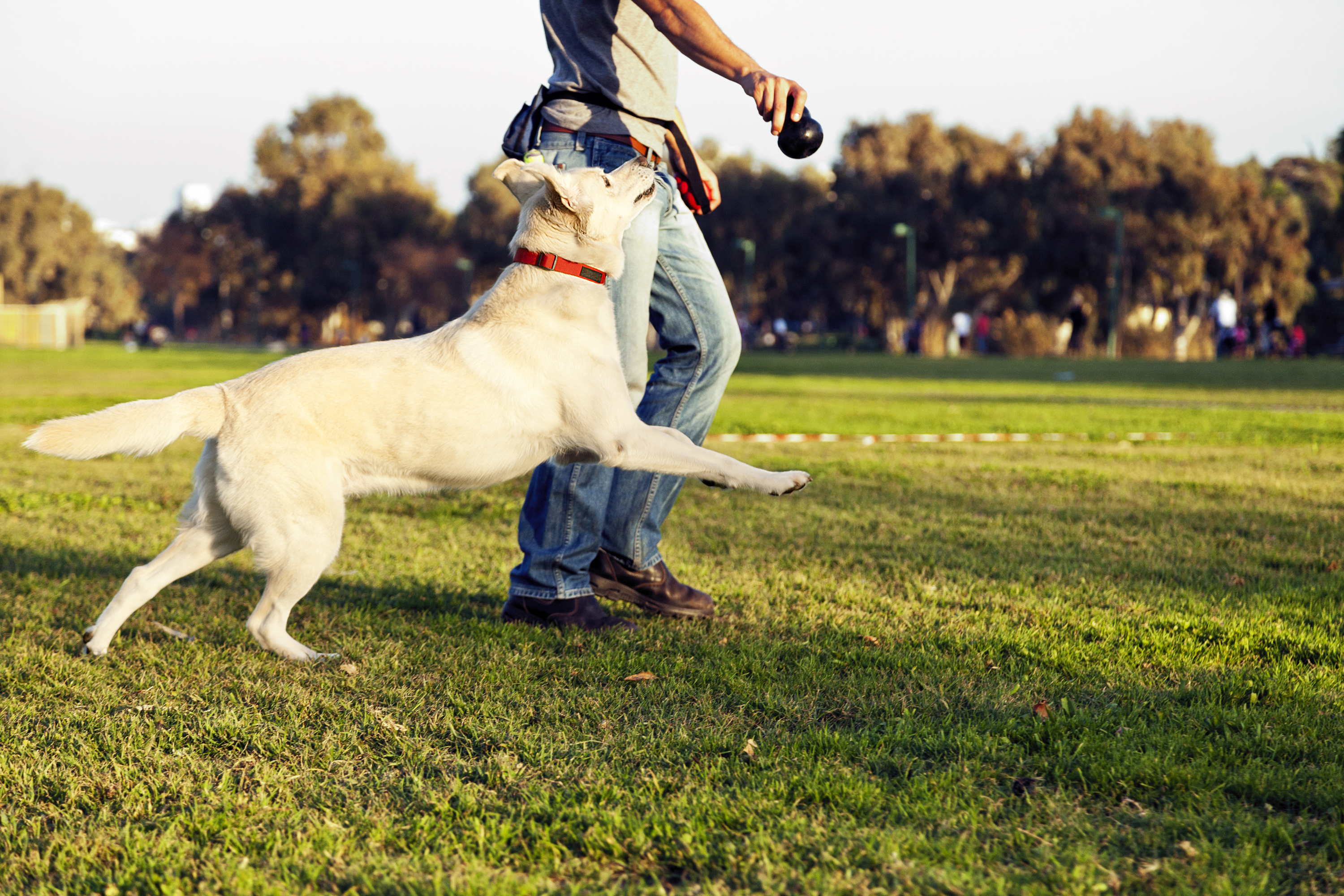Dog playing ball with his owner